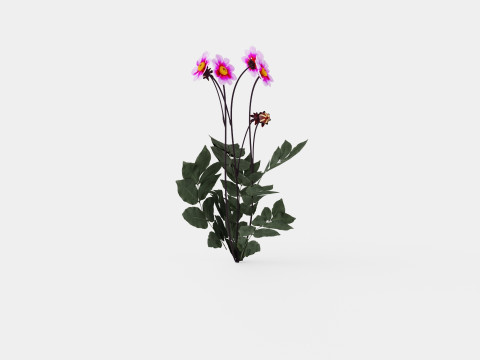 WISHES N DREAMS 3D Model