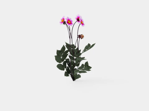 WISHES N DREAMS 3D Model