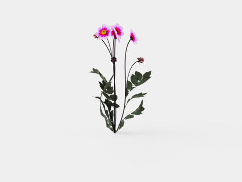WISHES N DREAMS 3D Model