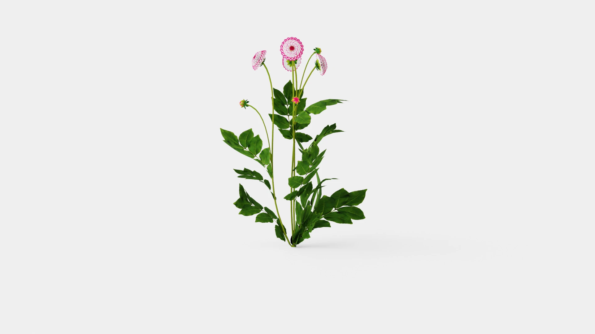 LITTLE ROBERT 3D Model .c4d .max .obj .3ds .fbx .stl .blend 