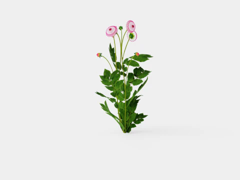 LITTLE ROBERT 3D Model