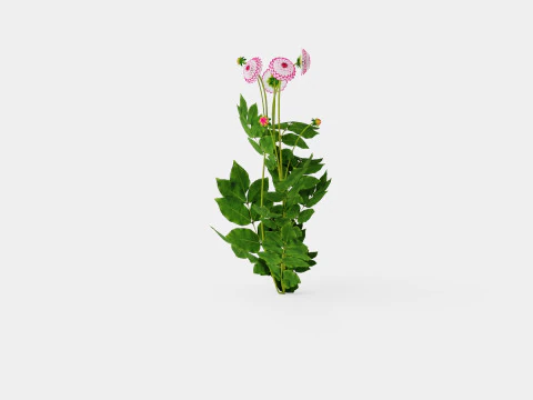 LITTLE ROBERT 3D Model