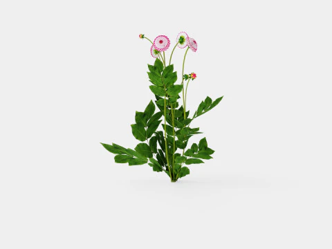 LITTLE ROBERT 3D Model