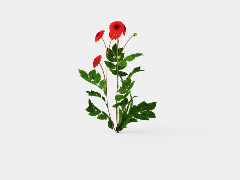 COOL FLAME Modelo 3D
