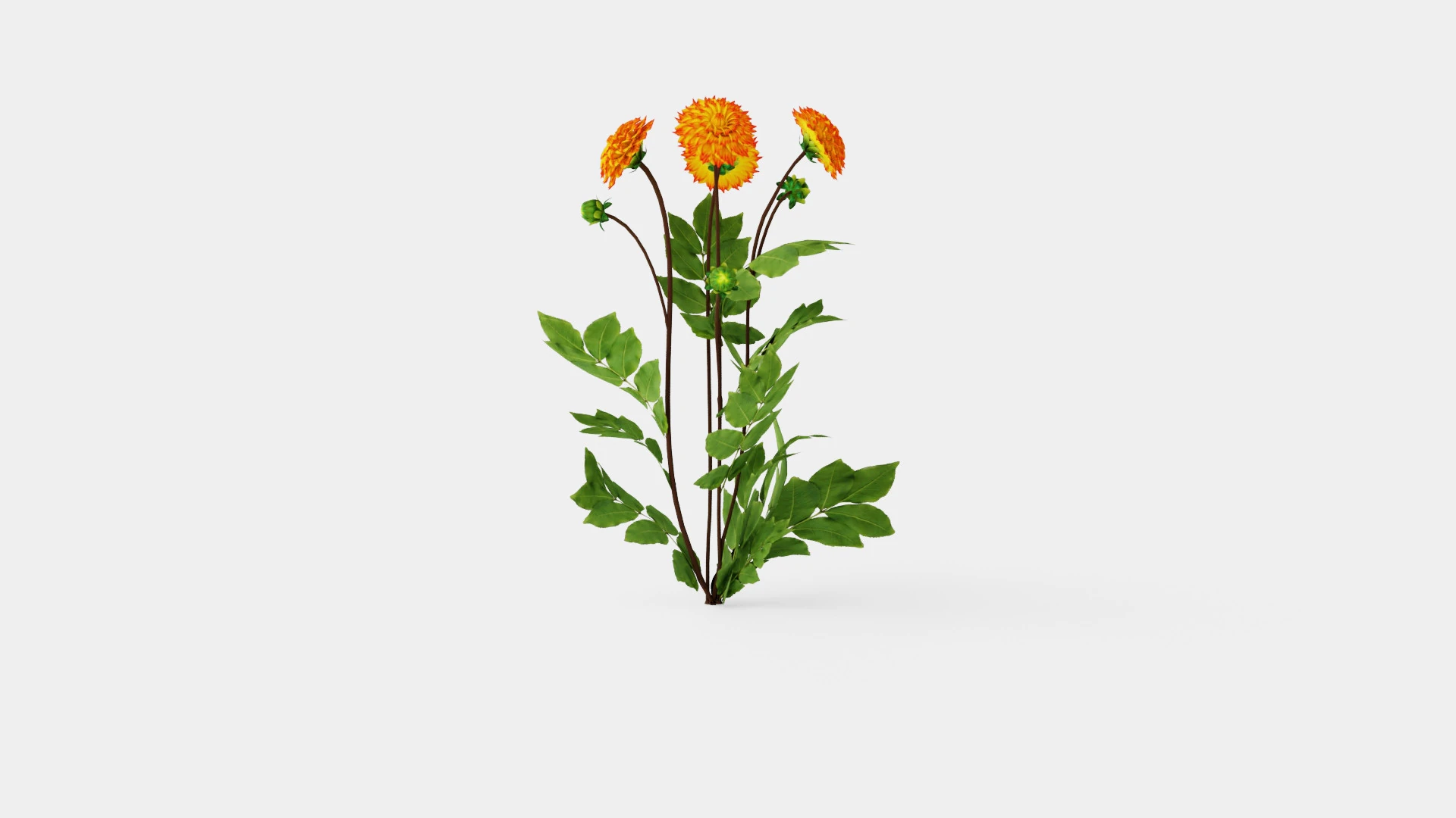 PROCYON 3D Model .c4d .max .obj .3ds .fbx .stl .blend 