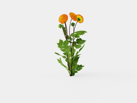 PROCYON 3D Model