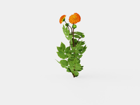 PROCYON 3D Model