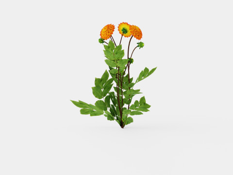 PROCYON 3D Model