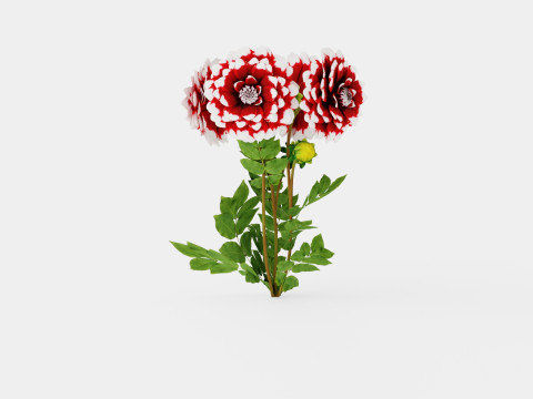 DUET 3D Model