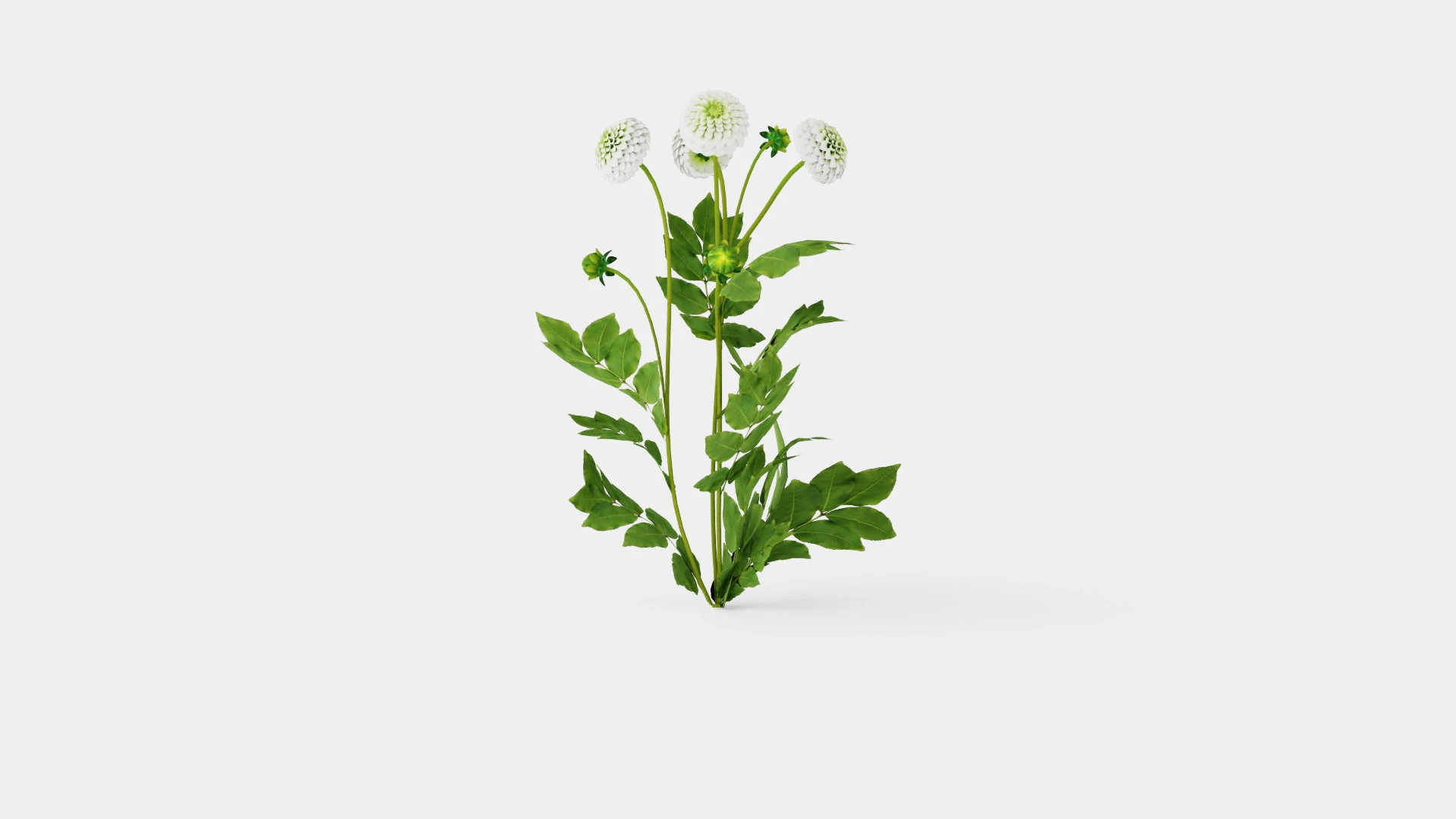 WHITE ASTER 3D Model .c4d .max .obj .3ds .fbx .stl .blend 