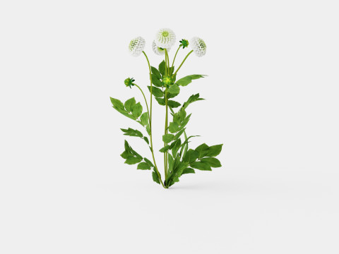 WHITE ASTER 3D Model