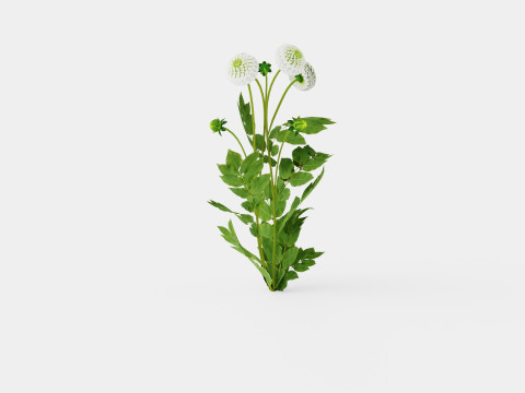 WHITE ASTER 3D Модель