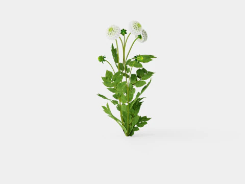 WHITE ASTER 3D Model