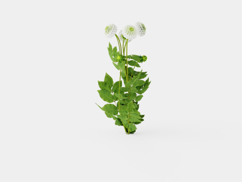 WHITE ASTER 3D Модель
