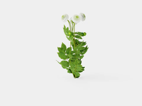 WHITE ASTER 3D Model