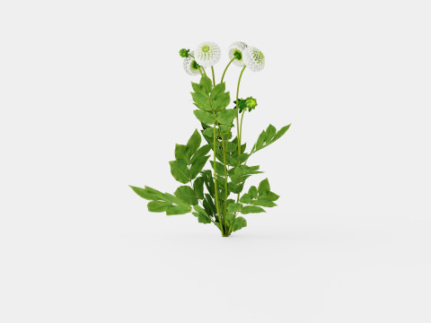 WHITE ASTER 3D Модель