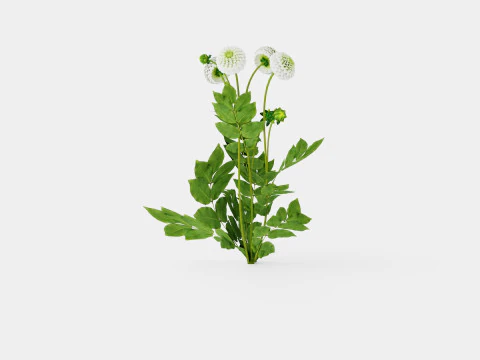 WHITE ASTER 3D Model