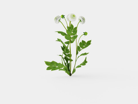 WHITE ASTER 3D Модель