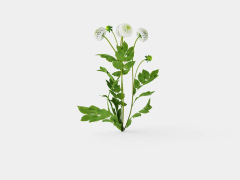WHITE ASTER 3D Model