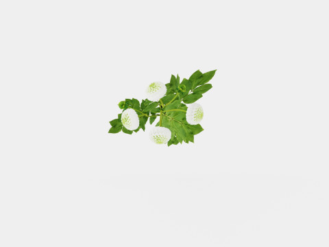 WHITE ASTER 3D Модель