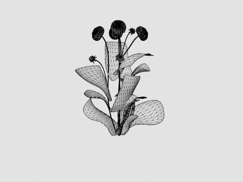 WHITE ASTER 3D Модель