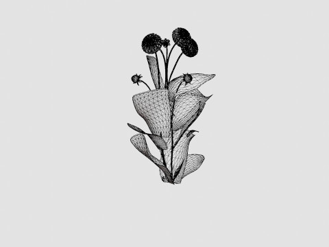 WHITE ASTER 3D Модель