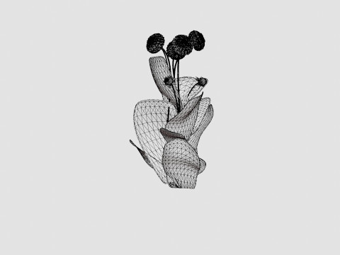 WHITE ASTER 3D Модель