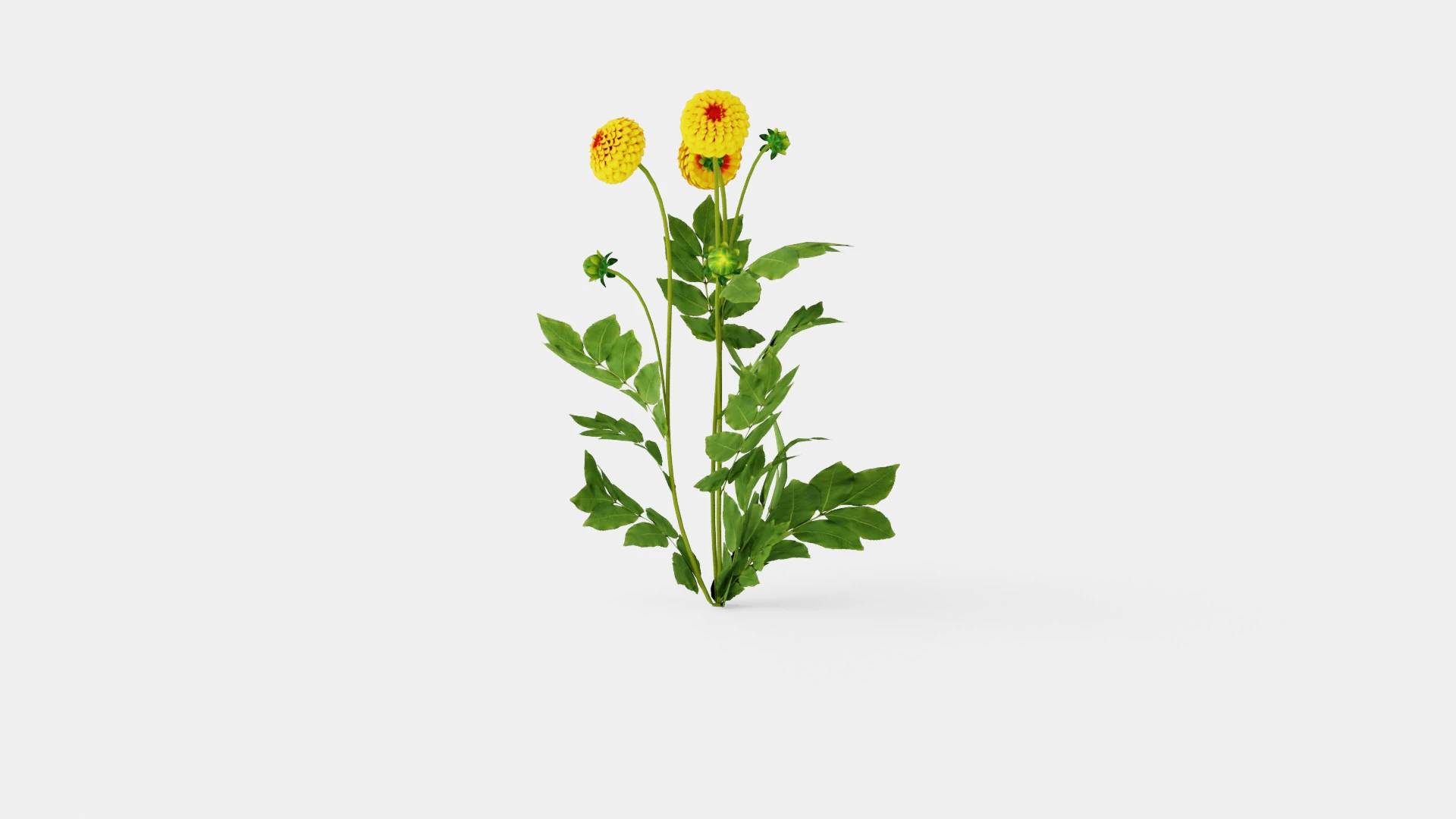 SOUVENIR D ETE 3D Model .c4d .max .obj .3ds .fbx .stl .blend 