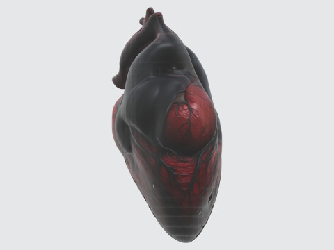 Realistic Anatomical Heart Modelo 3D