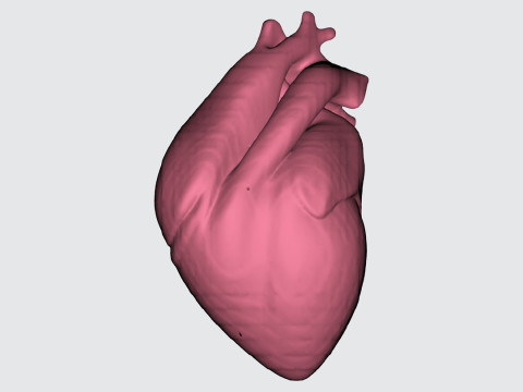 Realistic Anatomical Heart Modelo 3D