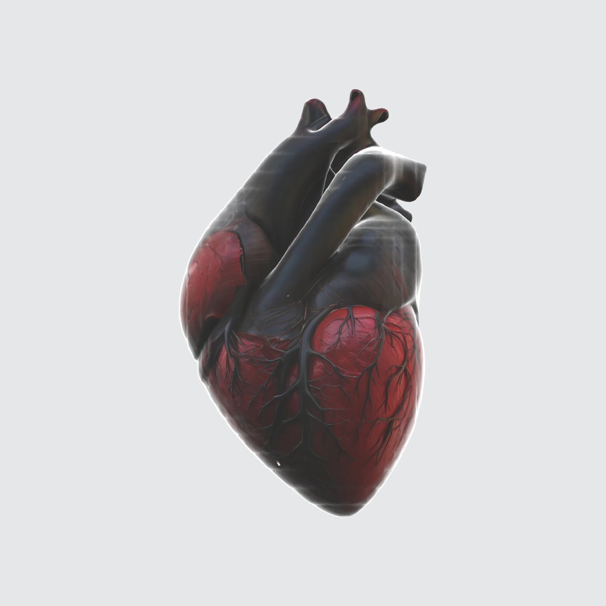 Realistic Anatomical Heart 3D Model .c4d .max .obj .3ds .fbx .stl .blend
