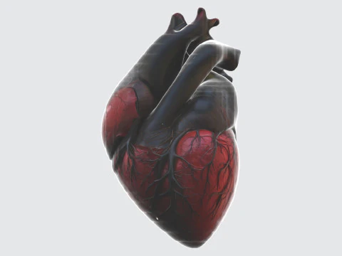 Realistisches anatomisches Herz 3D Modell