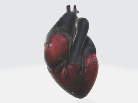 Realistic Anatomical Heart 3D Model
