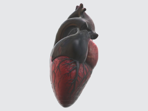 Realistic Anatomical Heart Modelo 3D