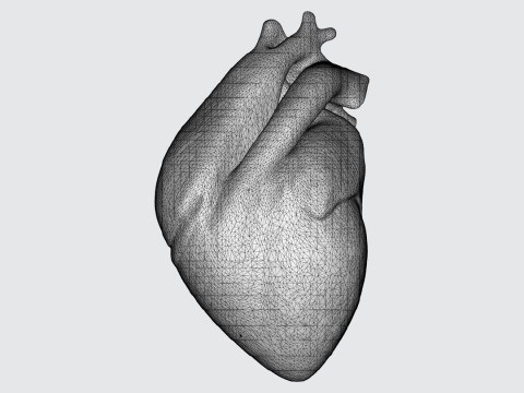Realistic Anatomical Heart Modelo 3D