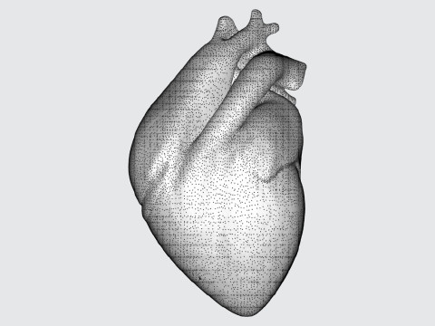 Realistic Anatomical Heart Modelo 3D