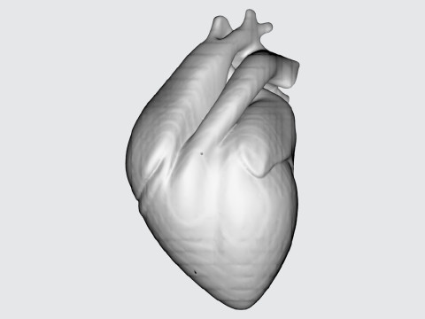 Realistic Anatomical Heart Modelo 3D