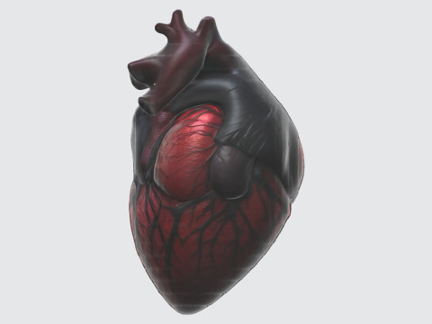 Realistic Anatomical Heart Modelo 3D