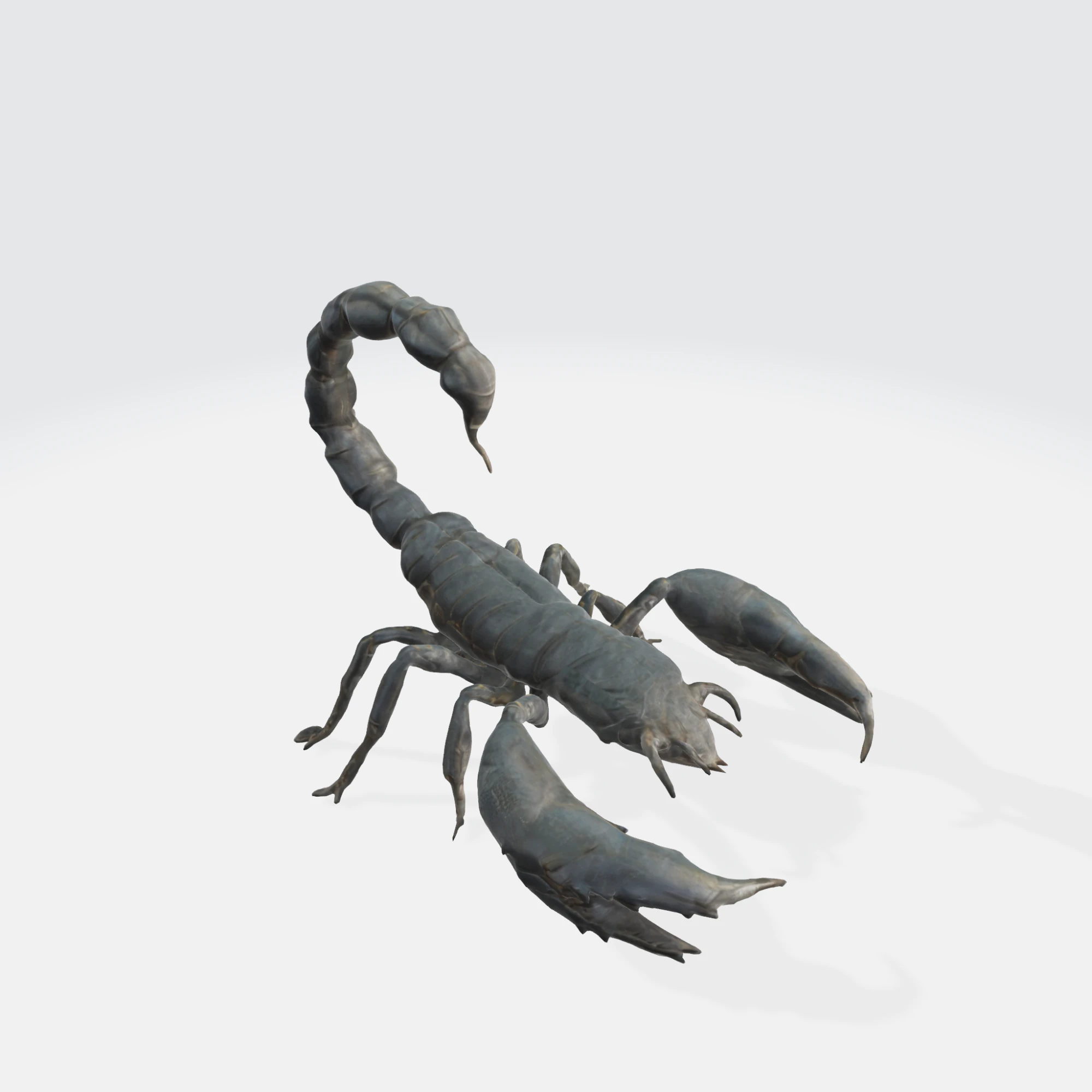 Realistic Scorpion 3D Model .c4d .max .obj .3ds .fbx .stl .blend