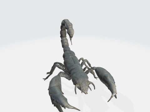 Realistic Scorpion 3D Model