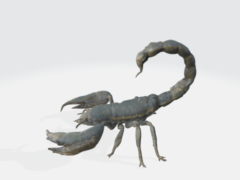 Realistic Scorpion 3D Model