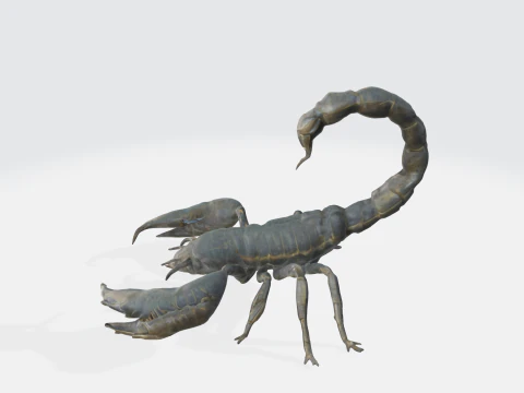 Realistic Scorpion 3D Model