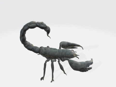 Realistic Scorpion 3D Model