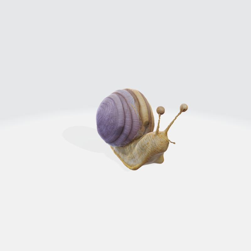 Realistic snail 3Dモデル .c4d .max .obj .3ds .fbx .stl .blend 