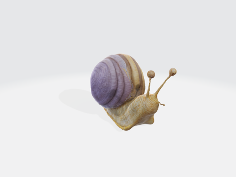 Realistic snail 3D-Modell