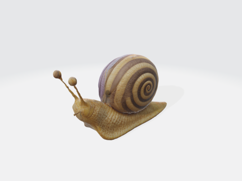 Realistic snail 3Dモデル