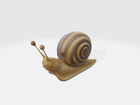 Escargot r&eacute;aliste Modèle 3D