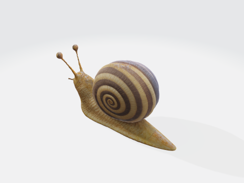 Realistic snail 3Dモデル