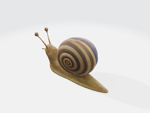 Escargot r&eacute;aliste Modèle 3D