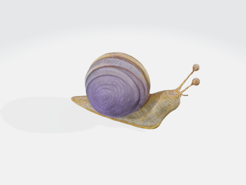 Realistic snail 3Dモデル